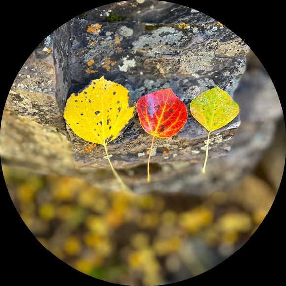 rockymtn8